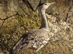closeupbirding.com.au Bustard