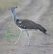 birdfinders.co.uk Bustard