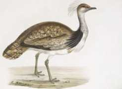 birding.in Bustard