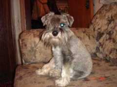 schnauzer-help.ru Busya