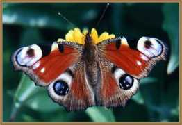 photoforum.ru Buterfly