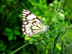 baseheadart.com Buterfly
