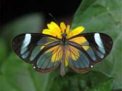 thewallpapers.org Buttefly