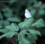 danheller.com Butterflies