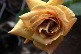 Butterscotch