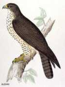 Buzzard