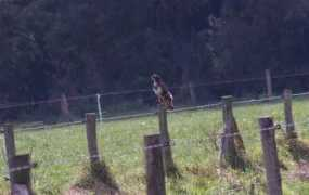 Buzzerd