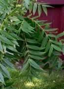 ontariotrees.com Bwala