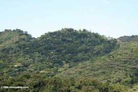 Bwindi