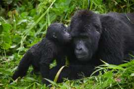 Bwindi