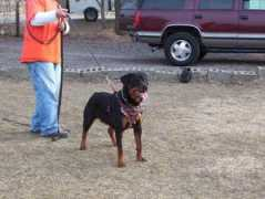 vomvollenhausrottweilers.com Bynam