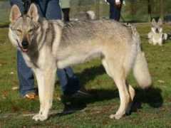 wolfdog.wbs.cz Caandy
