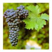 italiancook.ca Cabernet