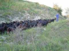 Cabras
