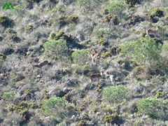 Cabras
