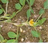 Cacahuate