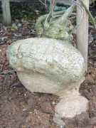 Cacara