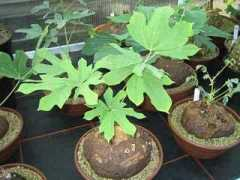 Cacara