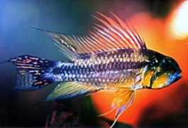 versaquatics.com Cacat