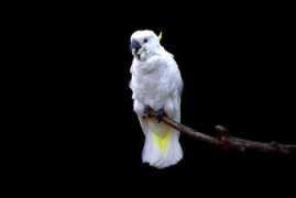 Cacatua