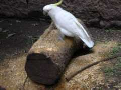 Cacatua