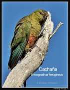 Cachana