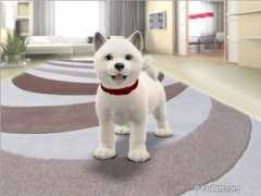 foopets.com Cacie