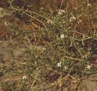 botany.csdl.tamu.edu Cacile
