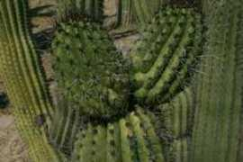 Cactuss