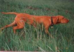 vadaszfaivizsla.hu Cadesha
