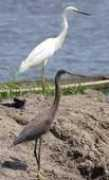 oiseaux.net Cadnel