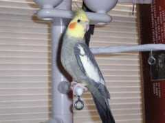 Caedy