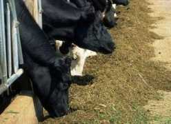 organicauthority.com Cafo