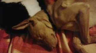 lanazione.it Cagnolina