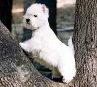 blitzquotidiano.it Cagnolino