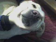 fotos.euroresidentes.com Cahila