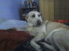 fotos.euroresidentes.com Cahila