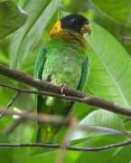 worldbirds.eu Caica