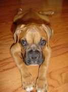 Caige