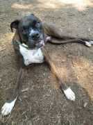 Caige