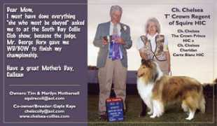 chelsea-collies.com Cailean