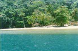 Cajaiba