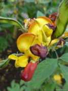 garden-en.com Cajan