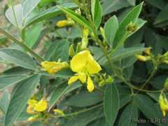 tropicalforages.info Cajan