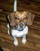 gotpetsonline.com Cajigas
