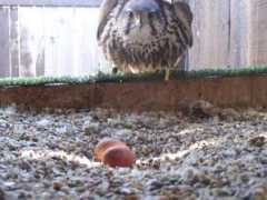 odchovsokolov.wbl.sk Cajkovic