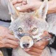 hurriyet.com.tr Cakallik