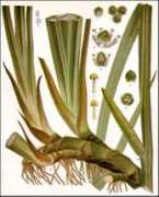 plantguide.org Calamus