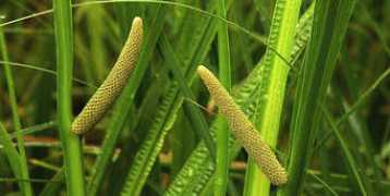 herbcraft.org Calamus