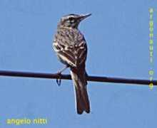 argonauti.org Calandro